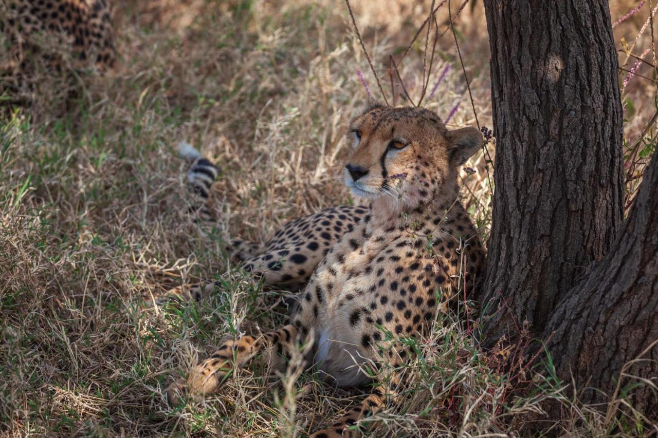 Mawe Tented Camp Serengeti Ngoại thất bức ảnh